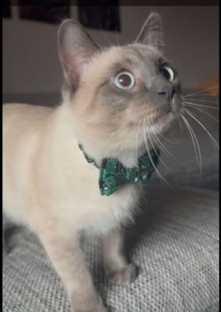 Reinrassiger Siam Kater Deckkater Blue Point