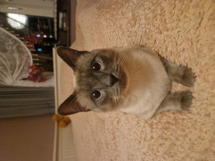 Reinrassiger Siam Kater Deckkater Blue Point