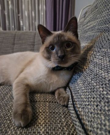 Reinrassiger Siam Kater Deckkater Blue Point