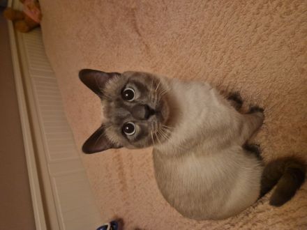 Reinrassiger Siam Kater Deckkater Blue Point