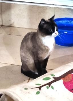 Lia, FelV positiv