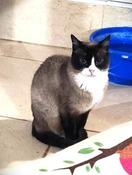 Lia, FelV positiv