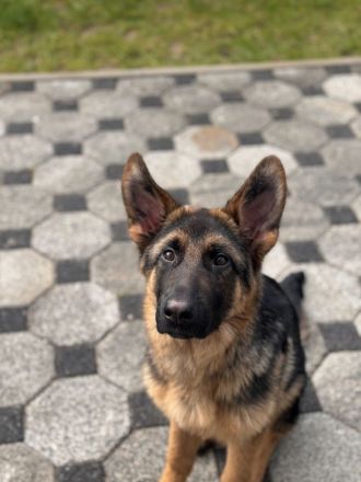 DSH Loui auf der Suche nach einem warmen Sofa