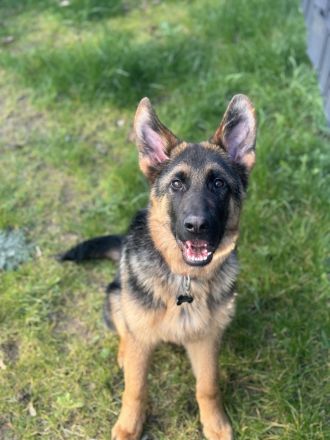 DSH Loui auf der Suche nach einem warmen Sofa