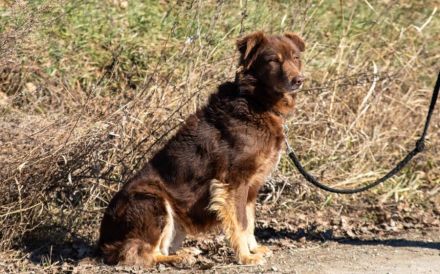 Süße Hermine sucht ein erfahrenes Zuhause
