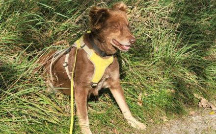 Süße Hermine sucht ein erfahrenes Zuhause