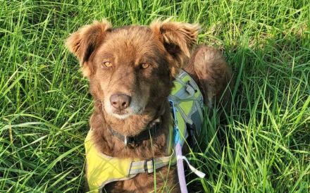 Süße Hermine sucht ein erfahrenes Zuhause