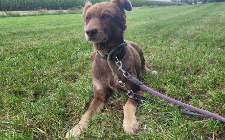 Süße Hermine sucht ein erfahrenes Zuhause