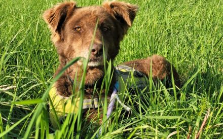 Süße Hermine sucht ein erfahrenes Zuhause