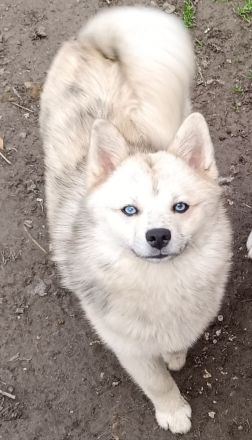 Pomsky Welpen