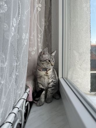 Perserbritisch mix Katzenbaby