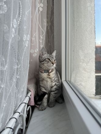 Perserbritisch mix Katzenbaby