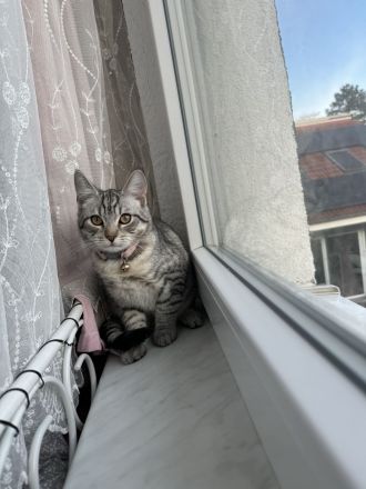 Perserbritisch mix Katzenbaby