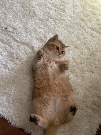 Europäische Kurzhaar Kater (Katze)