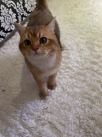 Europäische Kurzhaar Kater (Katze)