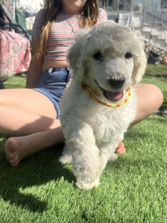 Großpudel (weiß) Mädchen