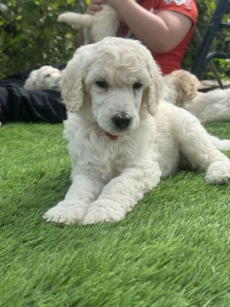 Großpudel (weiß) Mädchen