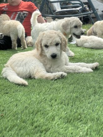 Großpudel (weiß) Mädchen