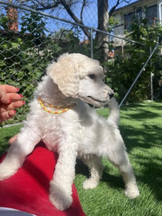 Großpudel (weiß) Mädchen