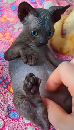 Devon Rex reinrassig