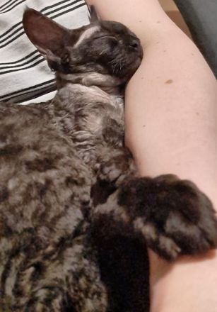 Devon Rex reinrassig