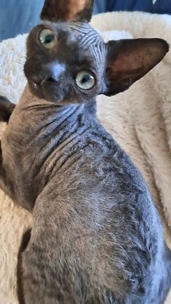 Devon Rex reinrassig