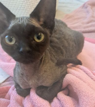 Devon Rex reinrassig
