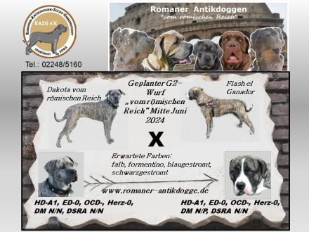 Romaner Antikdoggenwelpen G2-Wurf vom römischen Reich wird Mitte Juni erwartet!