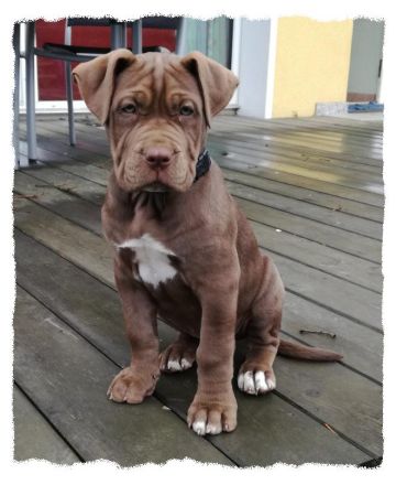 Romaner Antikdoggenwelpen G2-Wurf vom römischen Reich wird Mitte Juni erwartet!