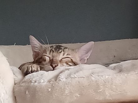 Reinrassige Bengal Katerchen mit Stammbaum