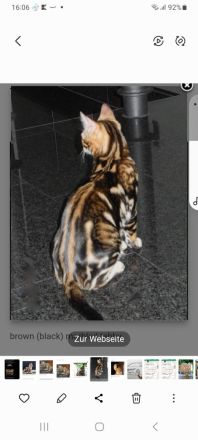 Reinrassige Bengal Katerchen mit Stammbaum