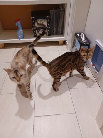 Reinrassige Bengal Katerchen mit Stammbaum