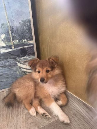 wunderschöne reinrassige Sheltie Welpen abzugeben