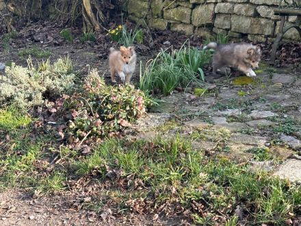 wunderschöne reinrassige Sheltie Welpen abzugeben