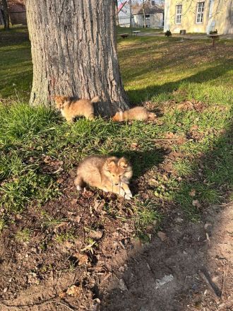 wunderschöne reinrassige Sheltie Welpen abzugeben