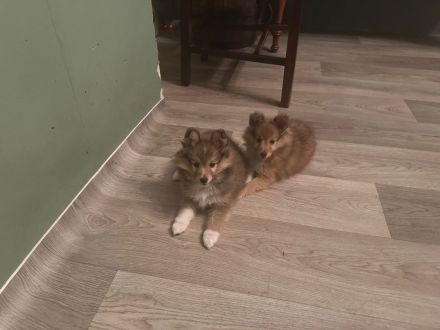 wunderschöne reinrassige Sheltie Welpen abzugeben