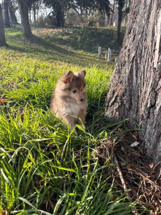 wunderschöne reinrassige Sheltie Welpen abzugeben