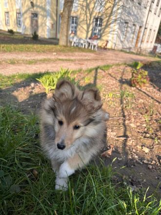 wunderschöne reinrassige Sheltie Welpen abzugeben