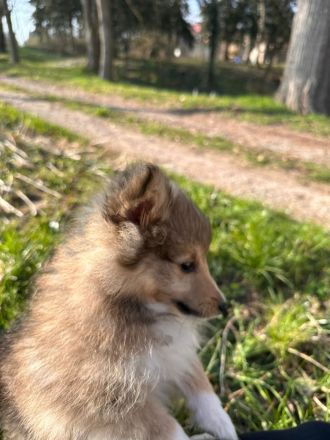 wunderschöne reinrassige Sheltie Welpen abzugeben
