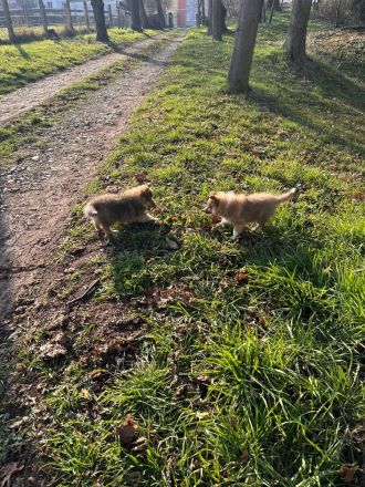 wunderschöne reinrassige Sheltie Welpen abzugeben