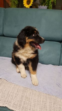 Miniature american shepherd Welpen Mini Aussie