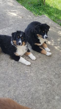 Miniature american shepherd Welpen Mini Aussie