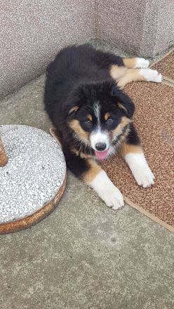 Miniature american shepherd Welpen Mini Aussie