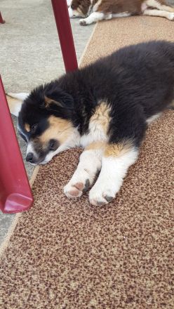Miniature american shepherd Welpen Mini Aussie