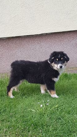 Miniature american shepherd Welpen Mini Aussie