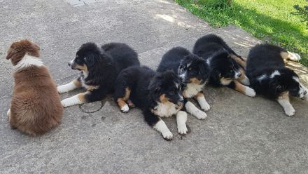 Miniature american shepherd Welpen Mini Aussie