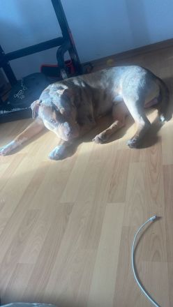 American Bully XL Merle Sucht neue Besitzer!!