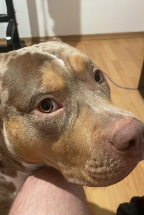 American Bully XL Merle Sucht neue Besitzer!!