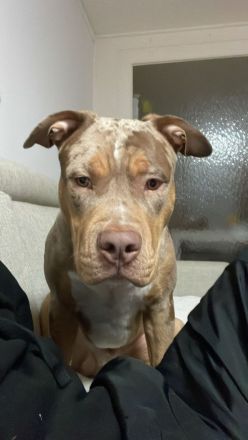 American Bully XL Merle Sucht neue Besitzer!!