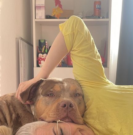 American Bully XL Merle Sucht neue Besitzer!!